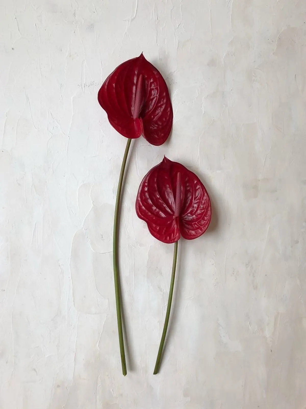 redflowers.jpg
